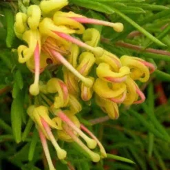 Grevillea Lemon Daze 11 Grevillea Lemon Daze -NatureNest Shop grev lemondaze