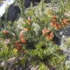 Grevillea Bonnie Prince Charlie