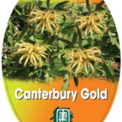 Grevillea Canterbury Gold -NatureNest Shop grevillea canterbury gold 208x300 1
