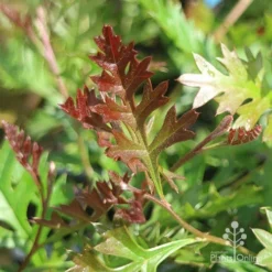 Grevillea Carpet Layer 16 Grevillea Carpet Layer -NatureNest Shop grevillea carpet layer leaf