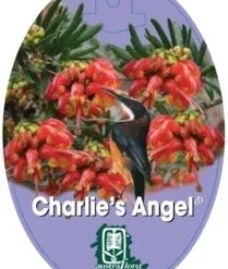 Grevillea Charlie's Angel -NatureNest Shop grevillea charlies angel 209x300 1