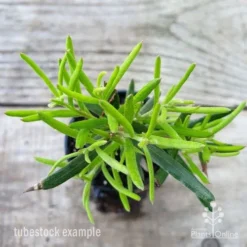 Grevillea Charlie's Angel -NatureNest Shop grevillea charlies angel leaf 1