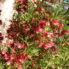 Grevillea Cherry Ripe