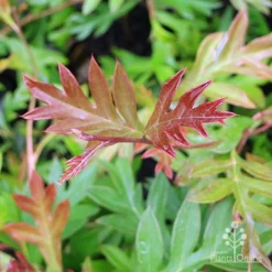Grevillea Gaudichaudii 13 Grevillea Gaudichaudii -NatureNest Shop grevillea gaudi new leaf