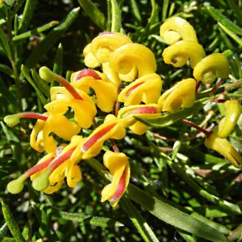 Grevillea Gold Rush 2 Grevillea Gold Rush - Image 2