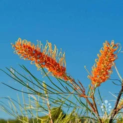 Grevillea Honey Gem 34 Grevillea Honey Gem -NatureNest Shop grevillea honey gem