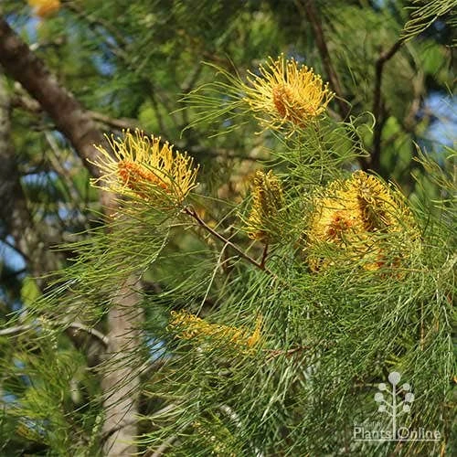 Grevillea Honey Gem 4 Grevillea Honey Gem - Image 4