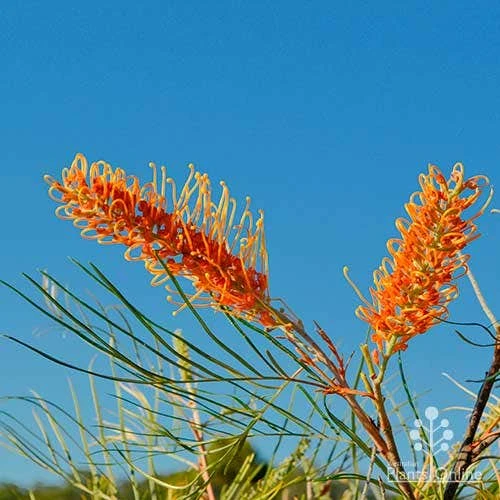 Grevillea Honey Gem 17 Grevillea Honey Gem - Image 17