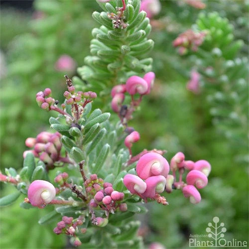 Grevillea Lanigera Mt Tamboritha 2 Grevillea Lanigera Mt Tamboritha - Image 2