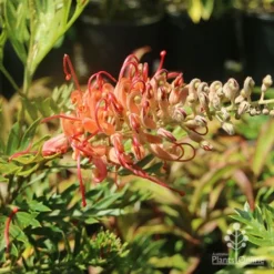 Grevillea Little Robyn -NatureNest Shop grevillea little robyn sunshine