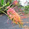 Grevillea Loopy Lou