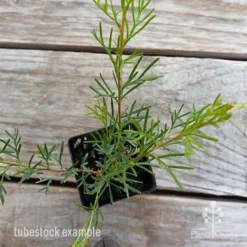 Grevillea Mini Marvel -NatureNest Shop grevillea mini marvel tubestock