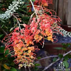 Grevillea Ned Kelly -NatureNest Shop grevillea ned kelly 1