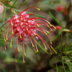Grevillea Silk Carpet -NatureNest Shop grevillea pinaster flickr tatters