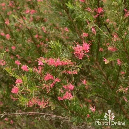 Grevillea Pink Pearl 9 Grevillea Pink Pearl - Image 9