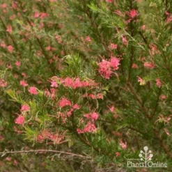 Grevillea Pink Pearl -NatureNest Shop grevillea pink pearl shrub