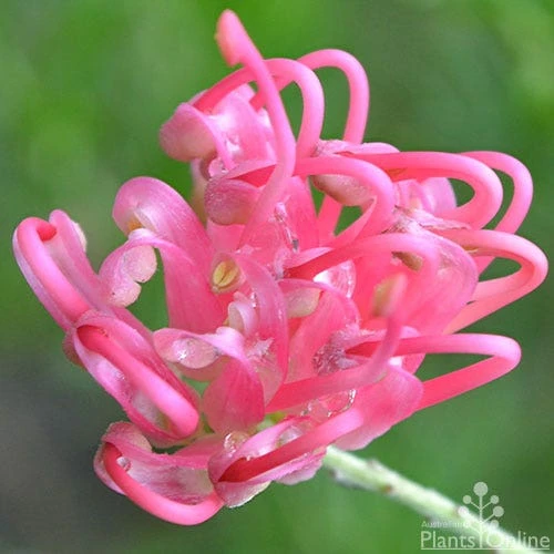 Grevillea Pink Pearl 7 Grevillea Pink Pearl - Image 7
