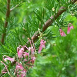 Grevillea Pink Pearl 29 Grevillea Pink Pearl -NatureNest Shop grevillea pink pearl close stem apo 1
