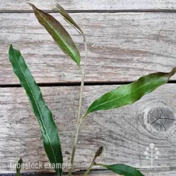 Grevillea Raptor 11 Grevillea Raptor -NatureNest Shop grevillea raptor 2