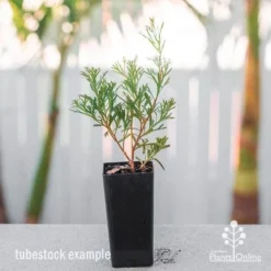 Grevillea Red Wings -NatureNest Shop grevillea red wings tube