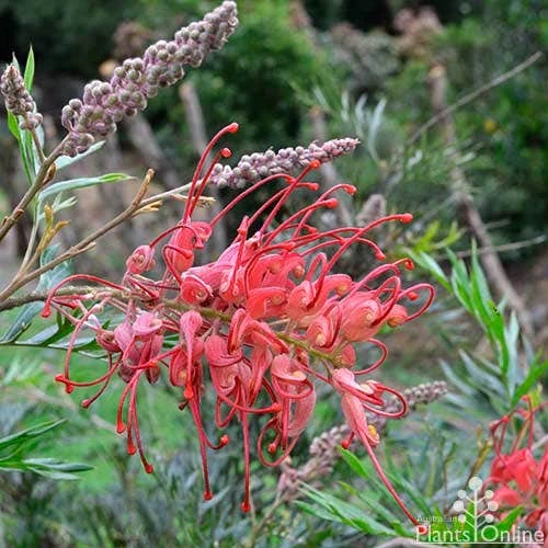 Grevillea Robyn Gordon 2 Grevillea Robyn Gordon - Image 2