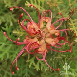 Grevillea Soopa Doopa 13 Grevillea Soopa Doopa -NatureNest Shop grevillea soopa doopa end view