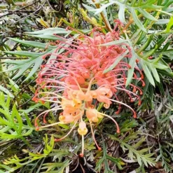 Grevillea Strawberry Sundae -NatureNest Shop grevillea strawberry sundae 1