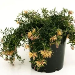 Grevillea Sunkissed 8 Grevillea Sunkissed -NatureNest Shop grevillea sunkissed 500