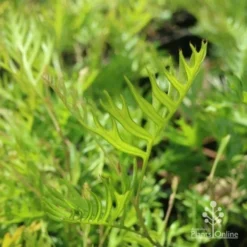 Grevillea Superb -NatureNest Shop grevillea superb leaf