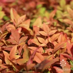 Nandina Gulf Stream 19 Nandina Gulf Stream -NatureNest Shop gulf stream foliage