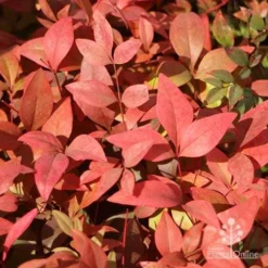 Nandina Gulf Stream 17 Nandina Gulf Stream -NatureNest Shop gulfstream foliage