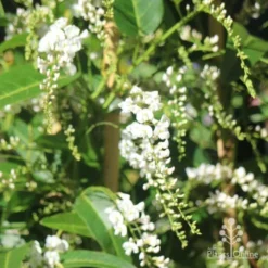 Hardenbergia Snow White - White Coral Pea -NatureNest Shop hardenbergia white sun nambour