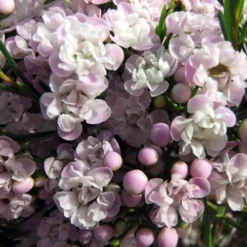 Chamelaucium Dancing Queen - Waxflower 12 Chamelaucium Dancing Queen - Waxflower -NatureNest Shop helix dancing queen