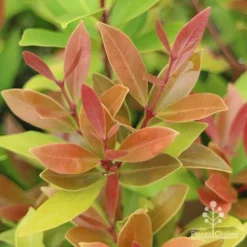 Acmena Hemilampra - Blush Satinash -NatureNest Shop hemilampra leaf colour