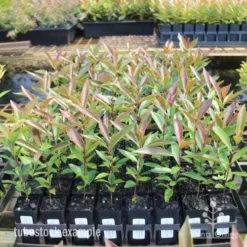 Acmena Hemilampra - Blush Satinash -NatureNest Shop hemilampra tubestocks