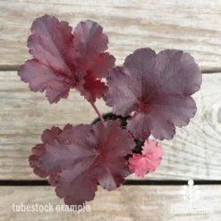 Heuchera Black Sea - Coral Bells -NatureNest Shop heuchera black sea leaf