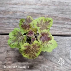 Heucherella Solar Eclipse - Foamy Bells 22 Heucherella Solar Eclipse - Foamy Bells -NatureNest Shop heuchera solar eclipse 1