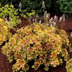 Heucherella Solar Eclipse - Foamy Bells 16 Heucherella Solar Eclipse - Foamy Bells -NatureNest Shop heucherella solar eclipse golden