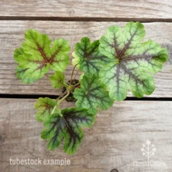 Heucherella Tapestry - Foamy Bells -NatureNest Shop heucherella tapestry 1 1