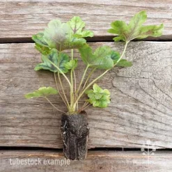 Heucherella Tapestry - Foamy Bells -NatureNest Shop heucherella tapestry 2 edited 1