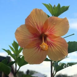 Hibiscus Popsicle -NatureNest Shop hibiscus popsicle backlit
