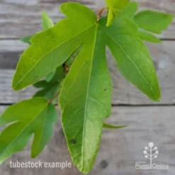 Hibiscus Popsicle -NatureNest Shop hibiscus popsicle leaf 1