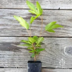 Hibiscus Popsicle -NatureNest Shop hibiscus popsicle tube 500 1