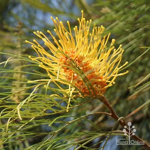 Grevillea Honey Gem 1 Grevillea Honey Gem