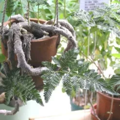 Humata - Rabbit's Foot Fern 19 Humata - Rabbit's Foot Fern -NatureNest Shop humata tyermanni flickr nhq 500