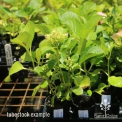 Hydrangea White -NatureNest Shop hydrangea amethyst tube 6