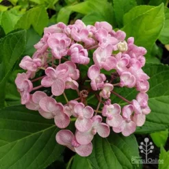 Hydrangea Ayesha 12 Hydrangea Ayesha -NatureNest Shop hydrangea ayesha flower