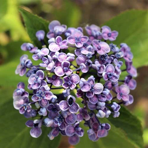 Hydrangea Ayesha 7 Hydrangea Ayesha - Image 7