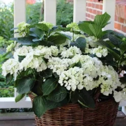 Hydrangea White -NatureNest Shop hydrangea basket 1 1