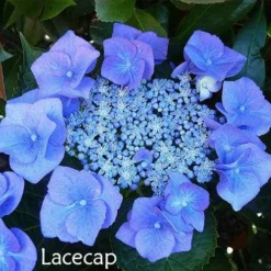 Hydrangea Assorted -NatureNest Shop hydrangea lacecap 1